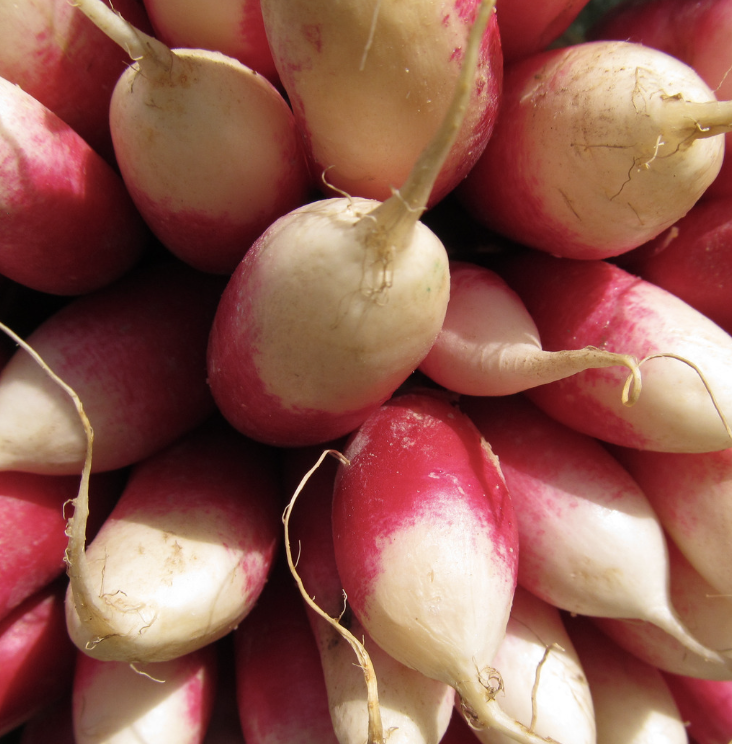 French Breakfast Radish