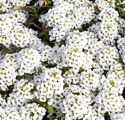 alyssum