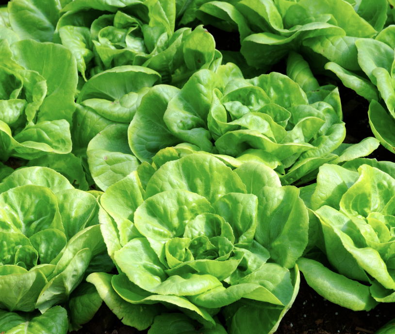 Butterhead Lettuce, 'Salanova'