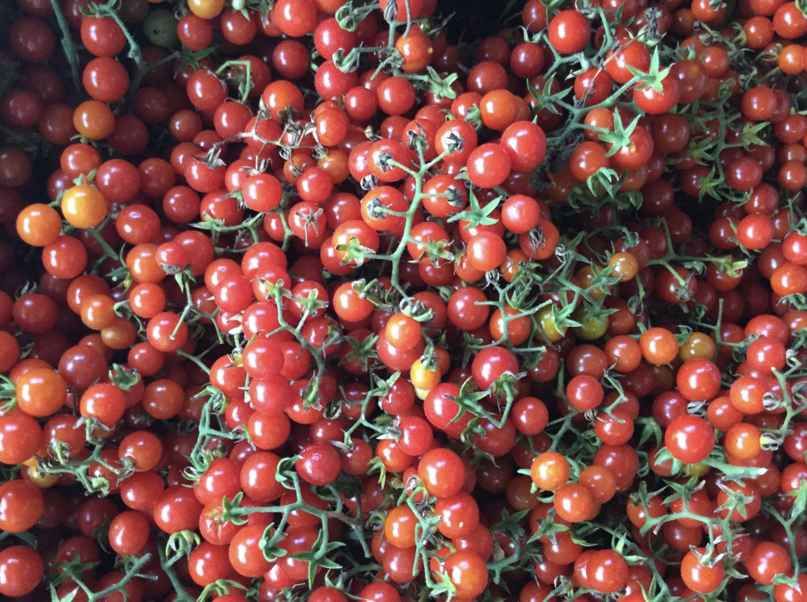Tomato 'Everglade'