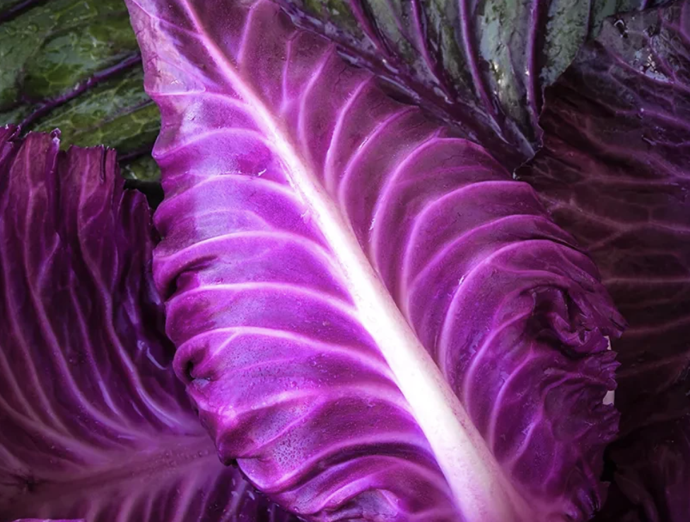 CABBAGE KALIBOS