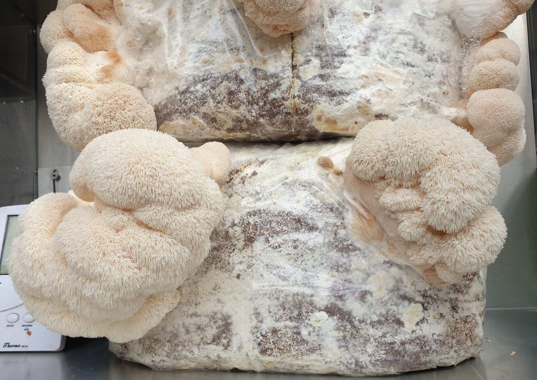 'Lions Mane' Mushroom indoor kit