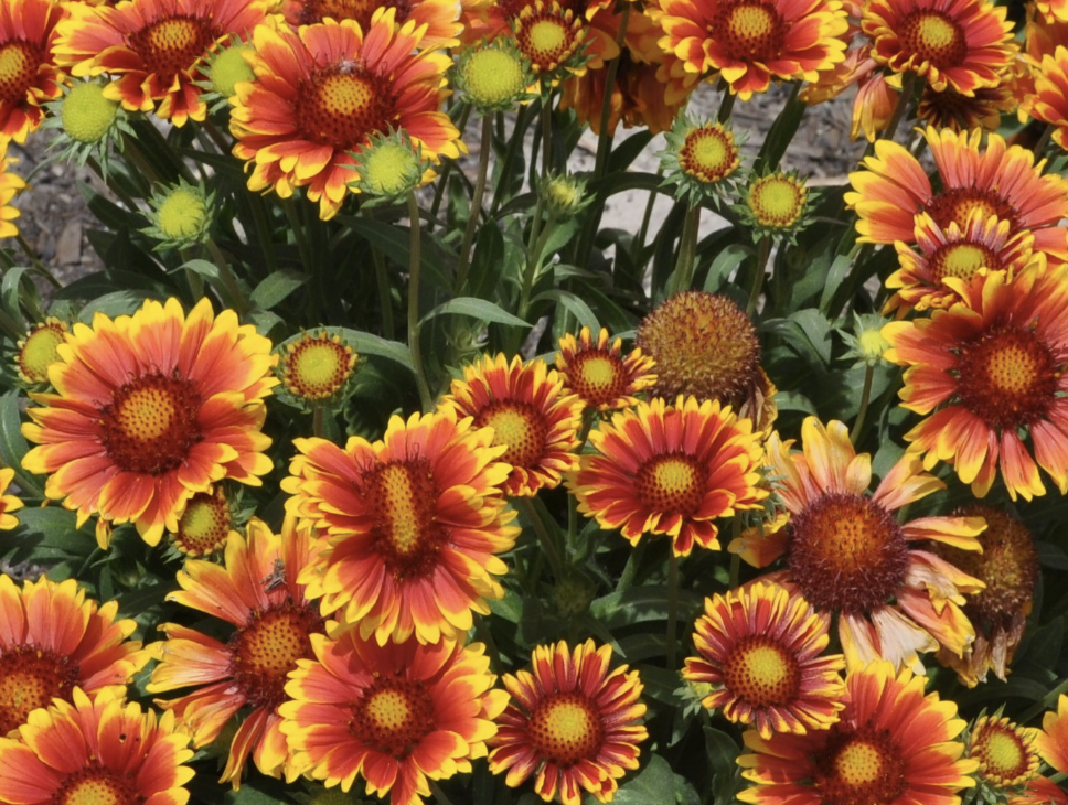 blanket flower