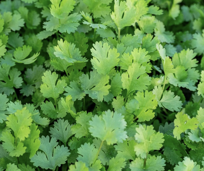 cilantro
