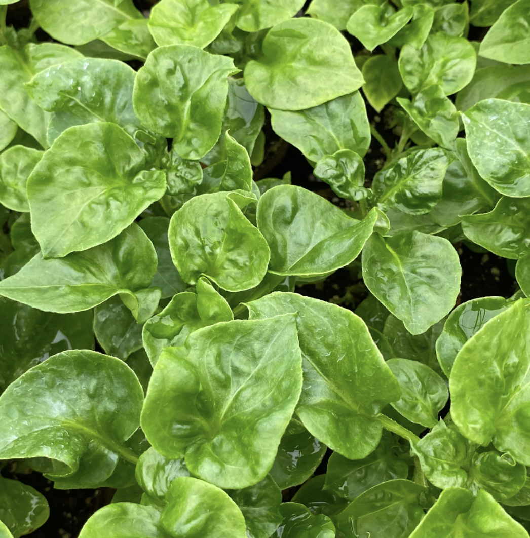 Sissoo Spinach