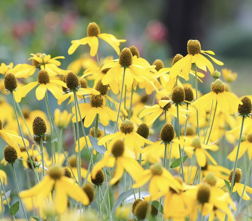 Prairie Coneflower