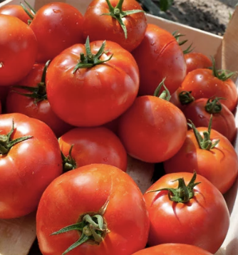 tomato 'homestead 24'