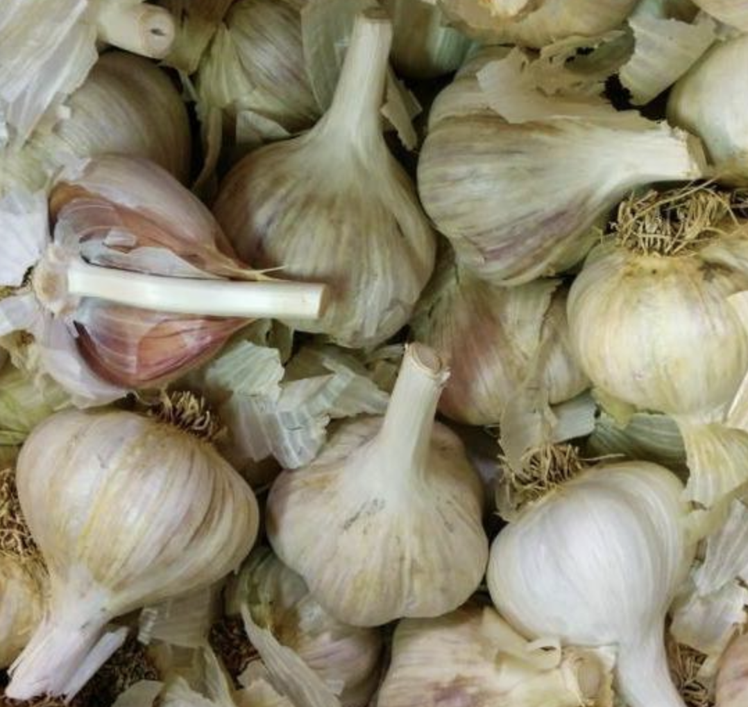 'German White Hardneck' garlic
