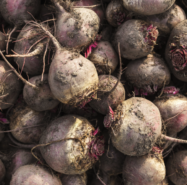 Detroit Red Beets h.