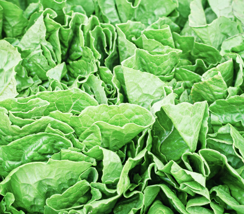 romaine lettuce 'green tower'