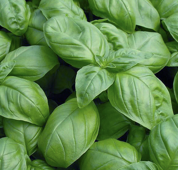 Sweet Genovese Basil