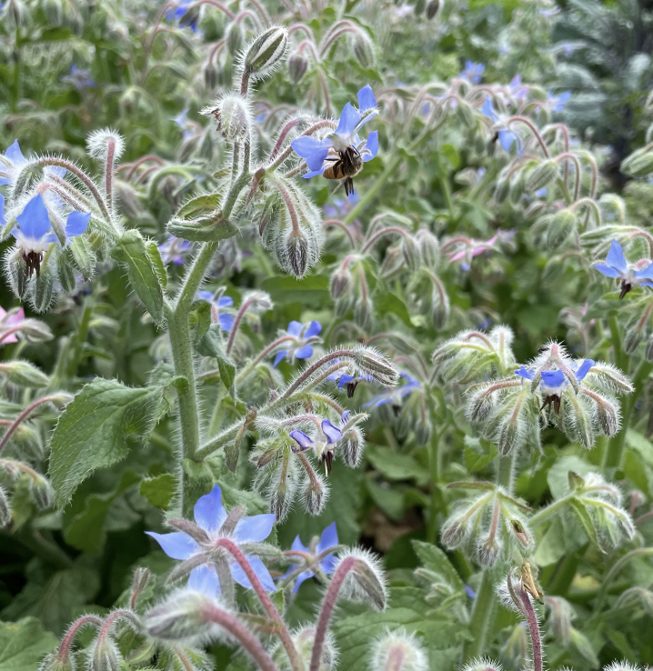 borage