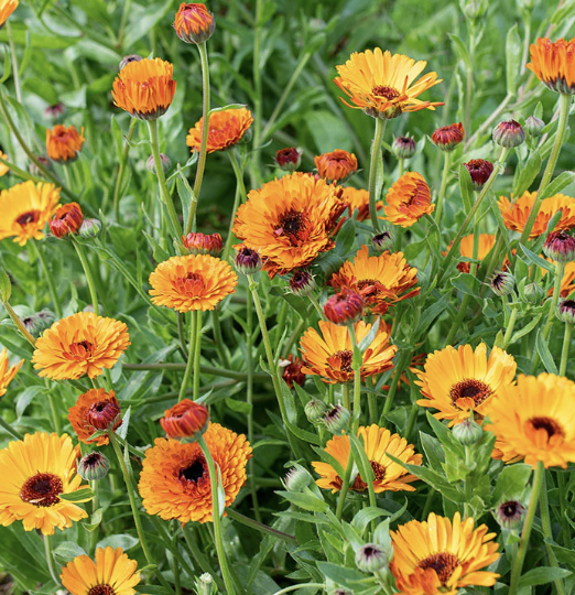 calendula