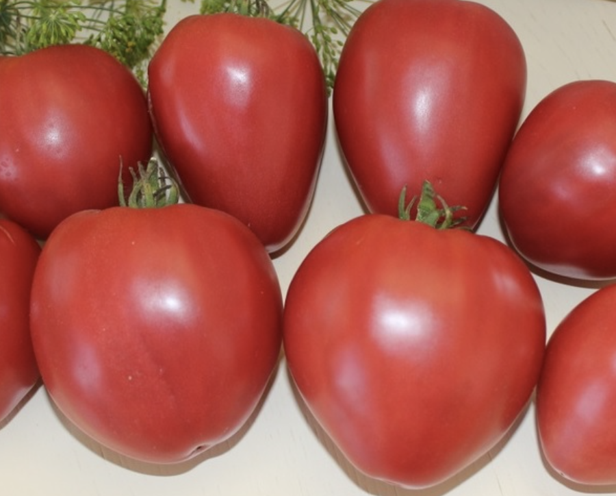 Tomato 'Yugo Rose'