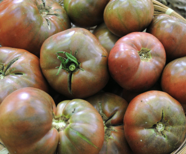 tomato 'Cherokee purple'