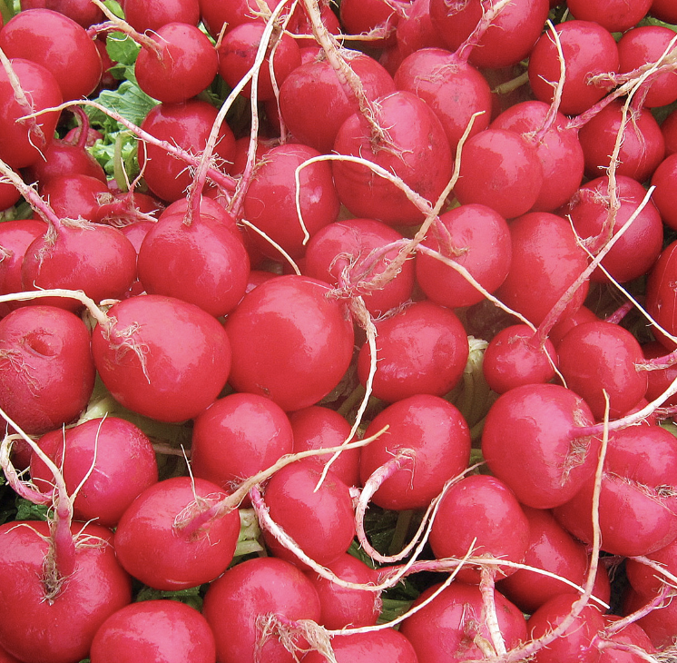 Cherry Belle Radish