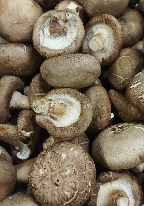 'Shiitake' Mushroom log kit