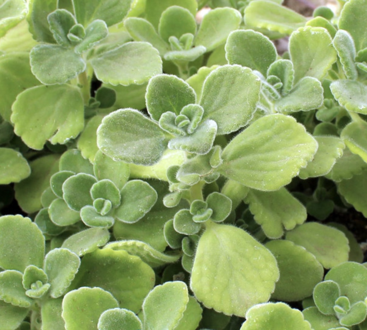 vick's plant