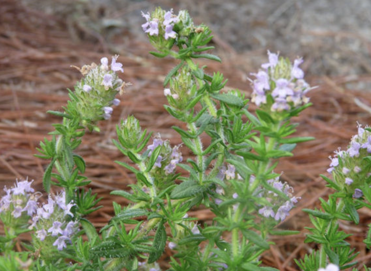 wild pennyroyal