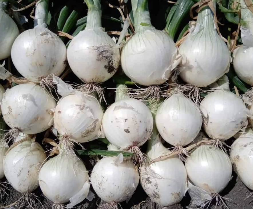 Onion