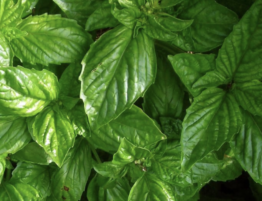 Bolloso Napoletano Basil