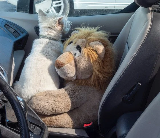 car interior featuring small white terrier in passenger seat snuggled by a stuffed lion