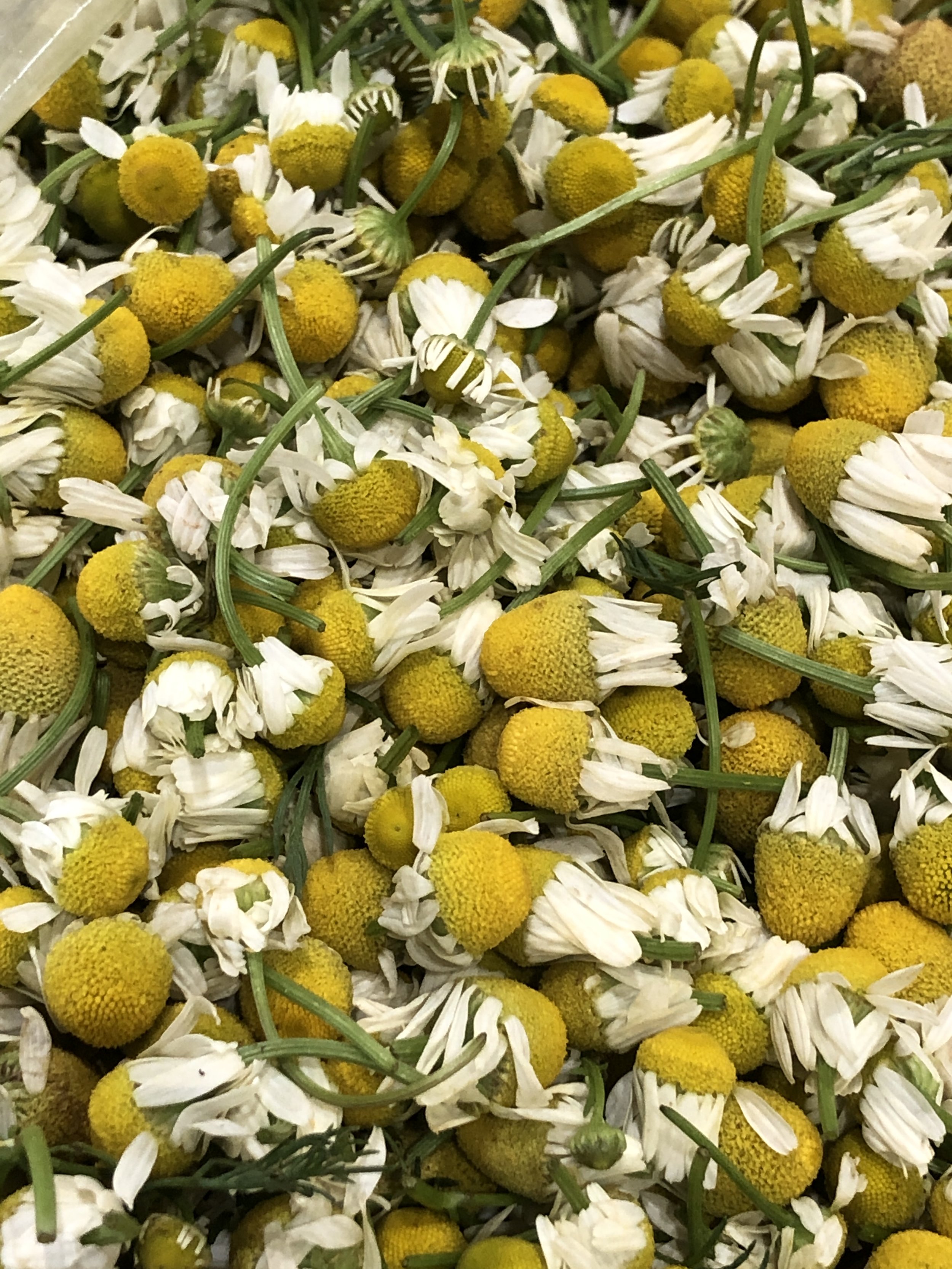 Chamomile Hydrosol