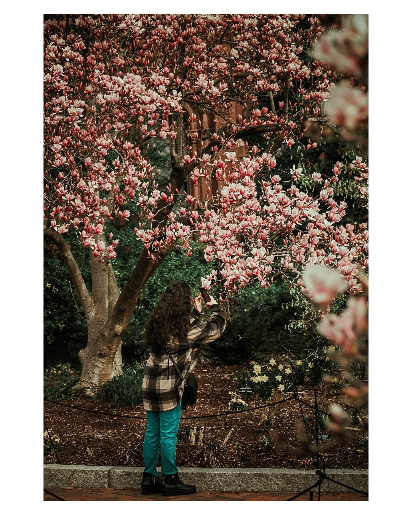Excited for the cherry blossoms but still love the magnolias 🌷
#jshadowphoto