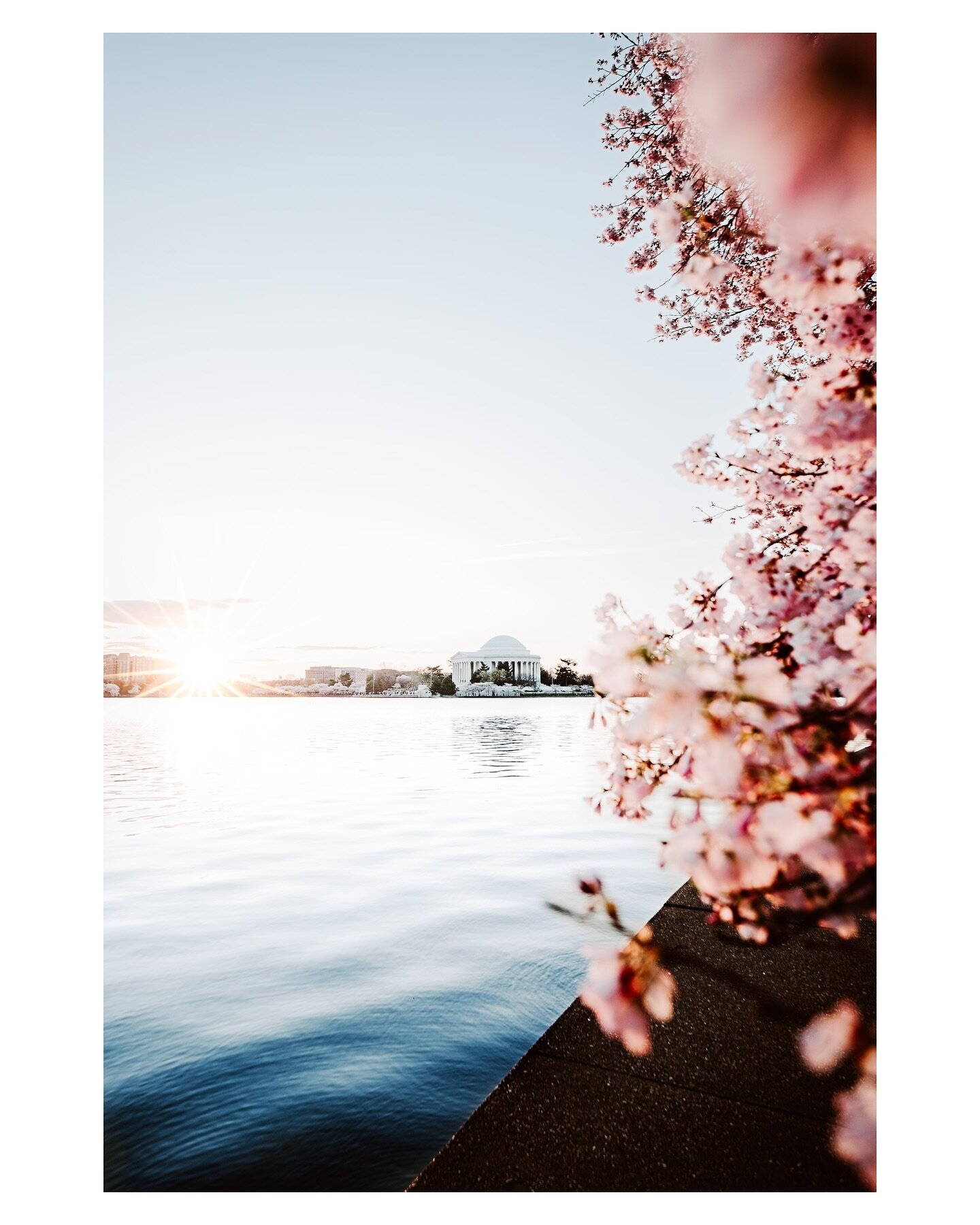 Cherry Blossom season 🌸🏛️🌸 Sunrise at the Tidal Basin with @igdc
&bull;
#jshadowphoto #washingtondc #cherryblossoms