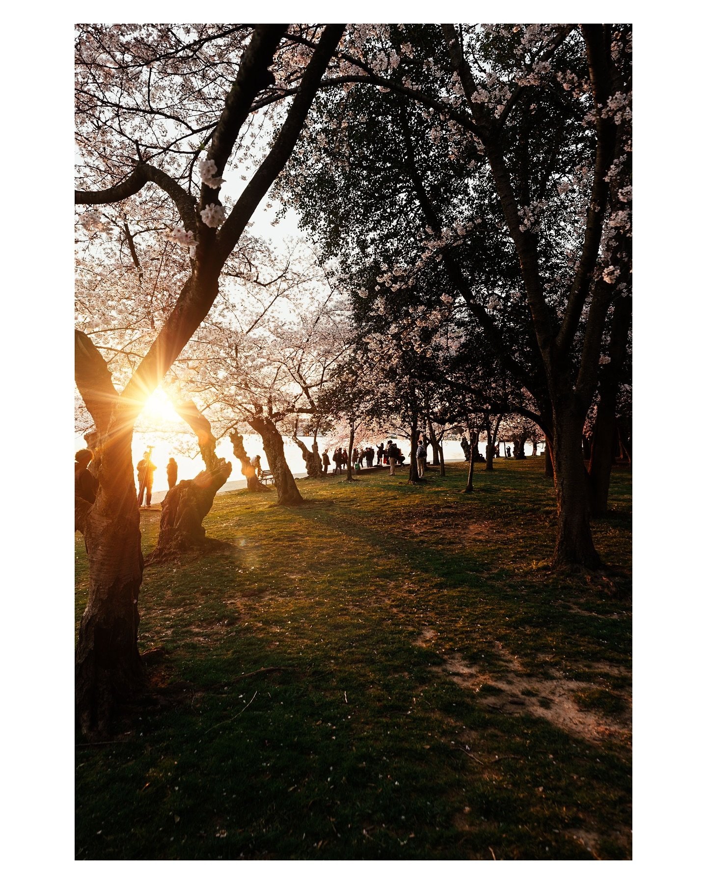 🌸 First light at the Tidal Basin &ndash; I got to capture the magic of sunrise amidst blooming cherry blossoms with @igdc 🌅 This serene scene was a dream to photograph, especially with the gentle hum of people soaking in the beauty around me. 📸✨ F