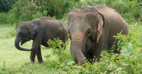 Elephants-in-Yala-Preserve-web.jpg