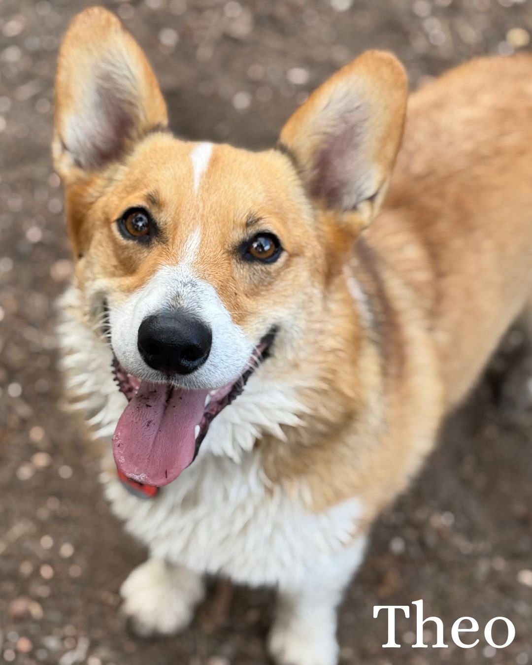 Theo.jpg