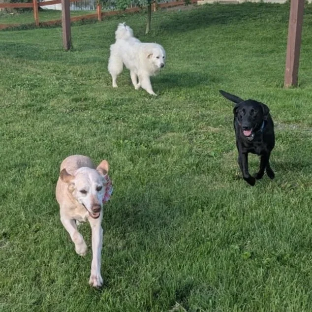 dogs+2.jpg