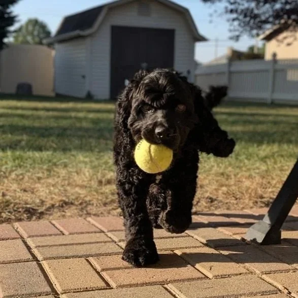 dog+4.jpg
