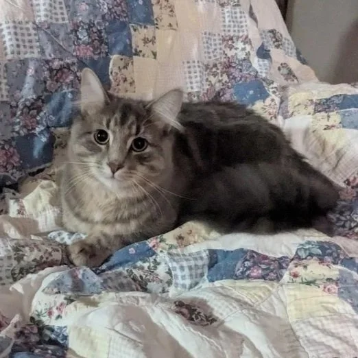 cat+1.jpg