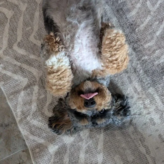 dog+2.jpg