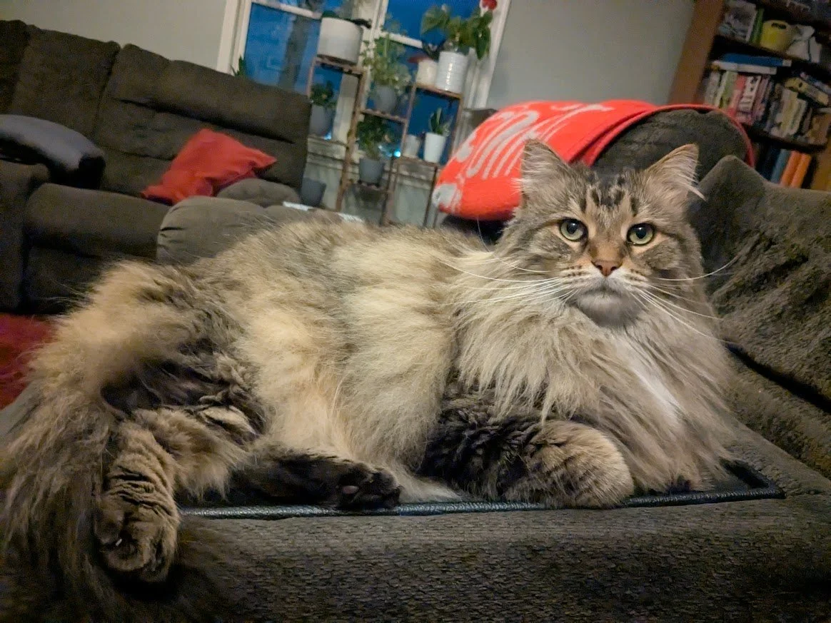 cat 3.jpg