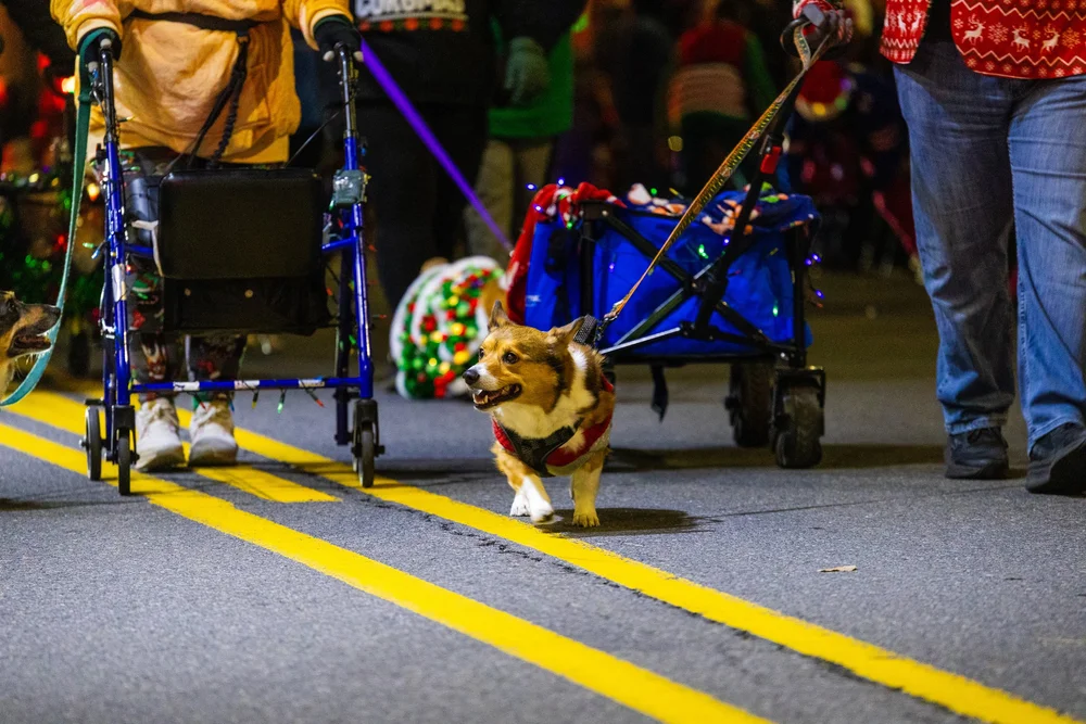 Community parade photography featuring a dog walking the route