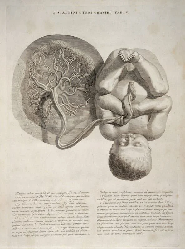 Vintage anatomical illustration of the female reproductive system, showing the uterus, fallopian tubes, and ovaries, with a fetus in a fetal position.