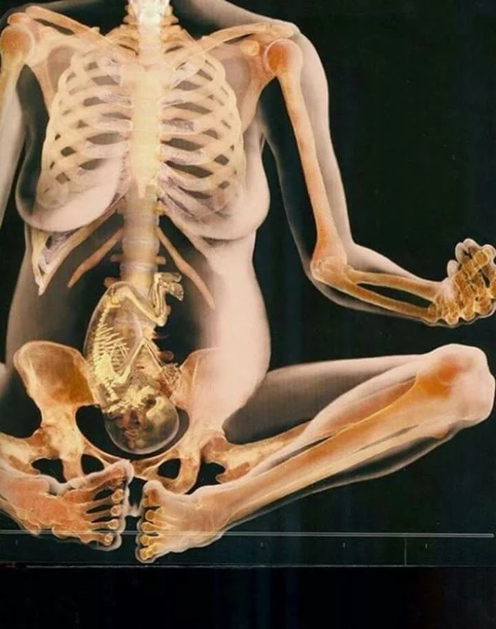 An anatomical skeleton diagram showing the bones of a seated human in a cross-sectional view, including the rib cage, pelvis, arms, legs, and skull.