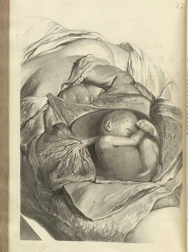 Black and white illustration of a fetus inside a womb, surrounded by the folds of the uterine walls.