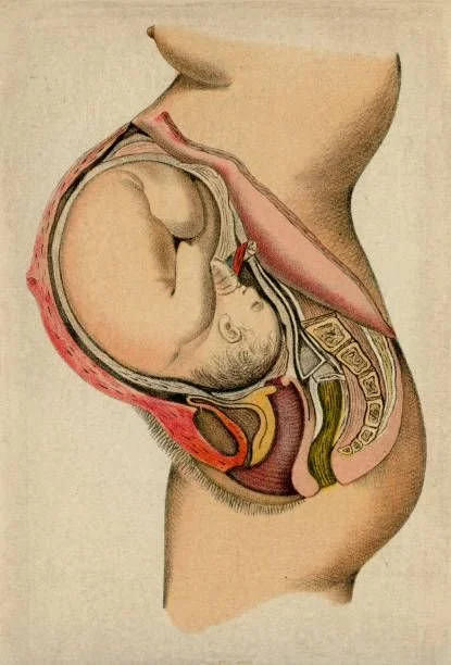 A cross-sectional anatomical illustration of a pregnant woman showing internal organs, including the uterus with a fetus, bladder, intestines, and spine.