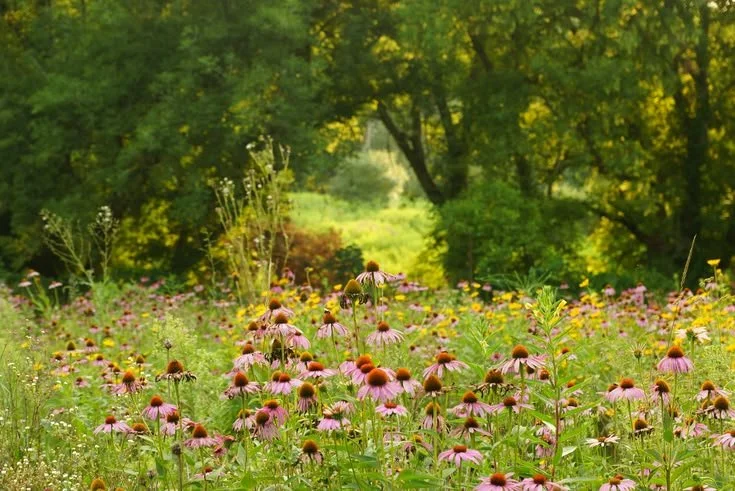 A field of pink and yellow wildflowers under green trees on a bright day.