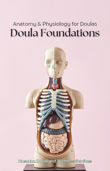 Chapter 1 Doula Foundations Guide