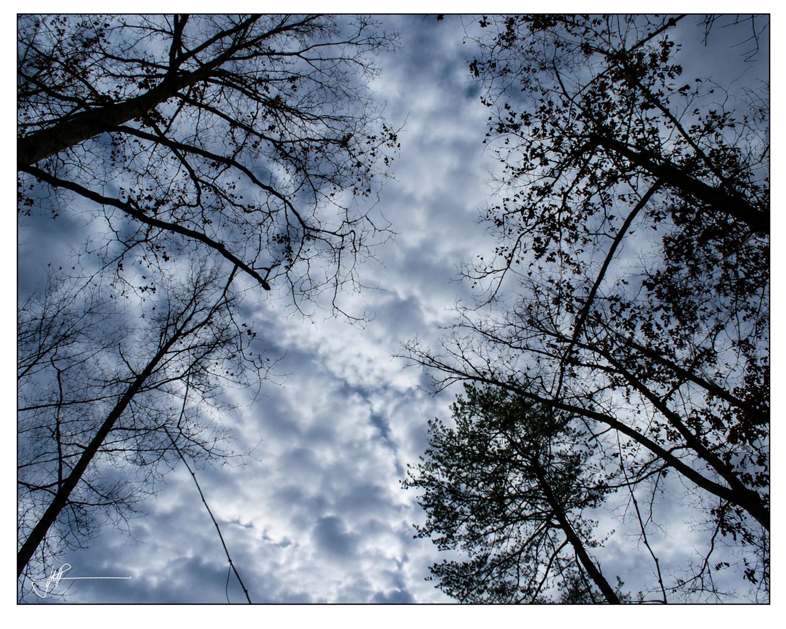 Stormy Sky Above The Woods.jpg