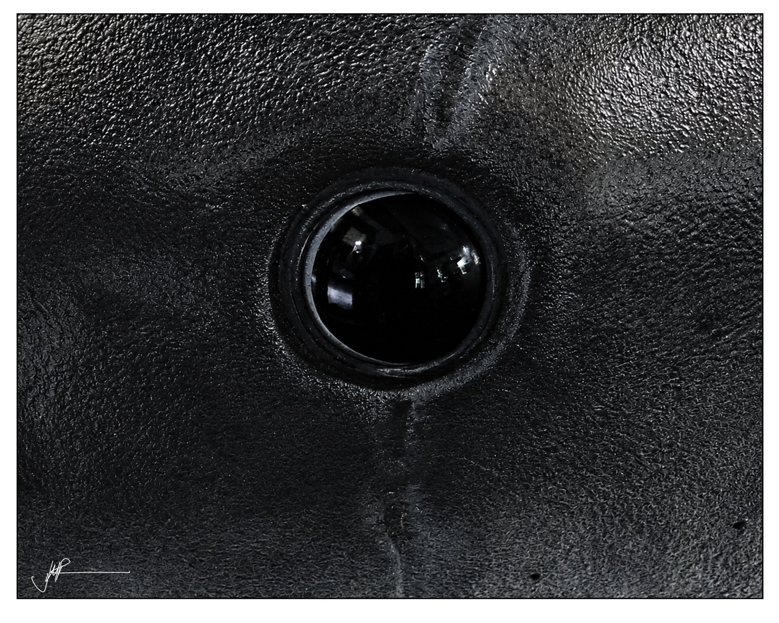 That's A Shark.jpg