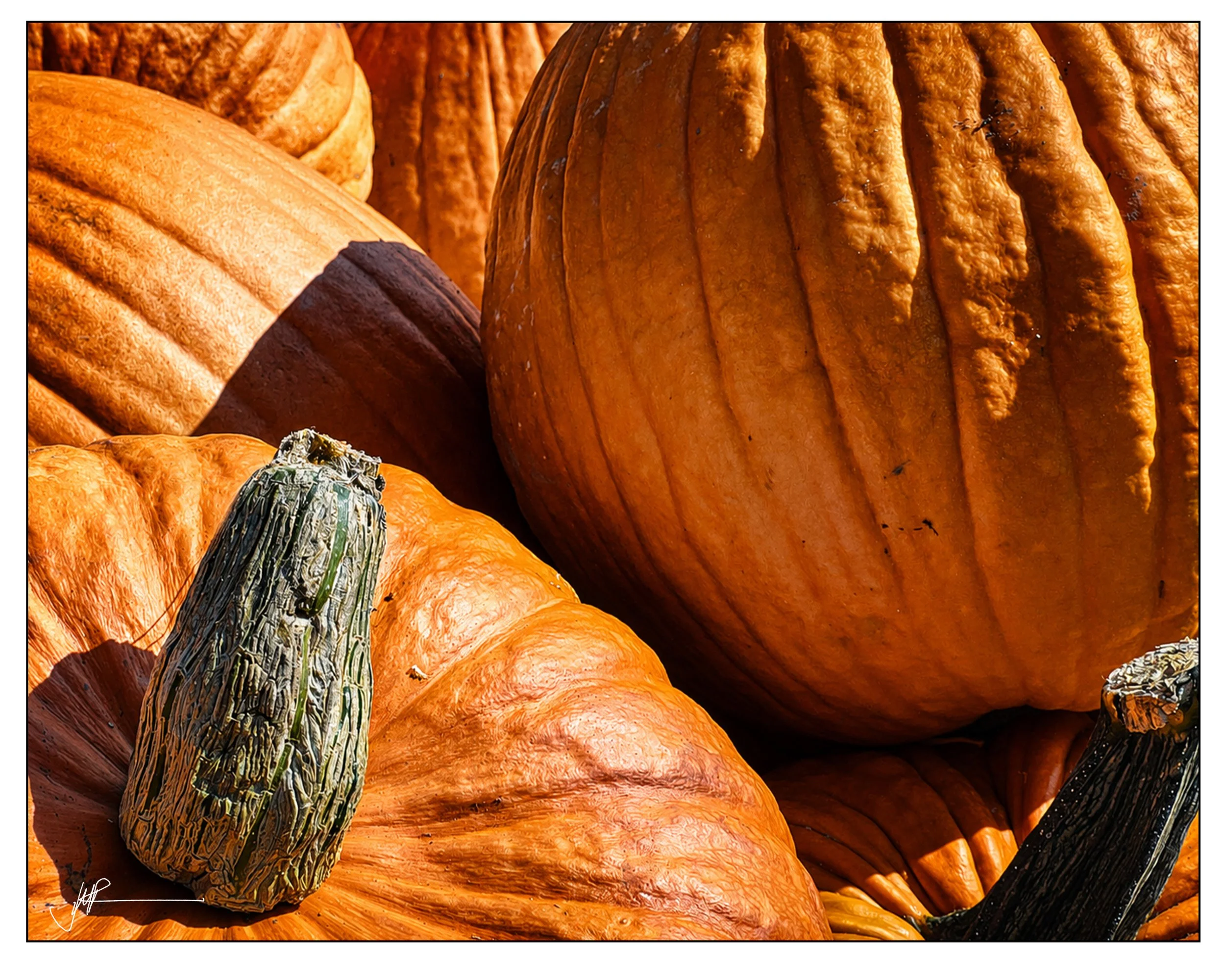 JMR Pumpkins In October.jpg