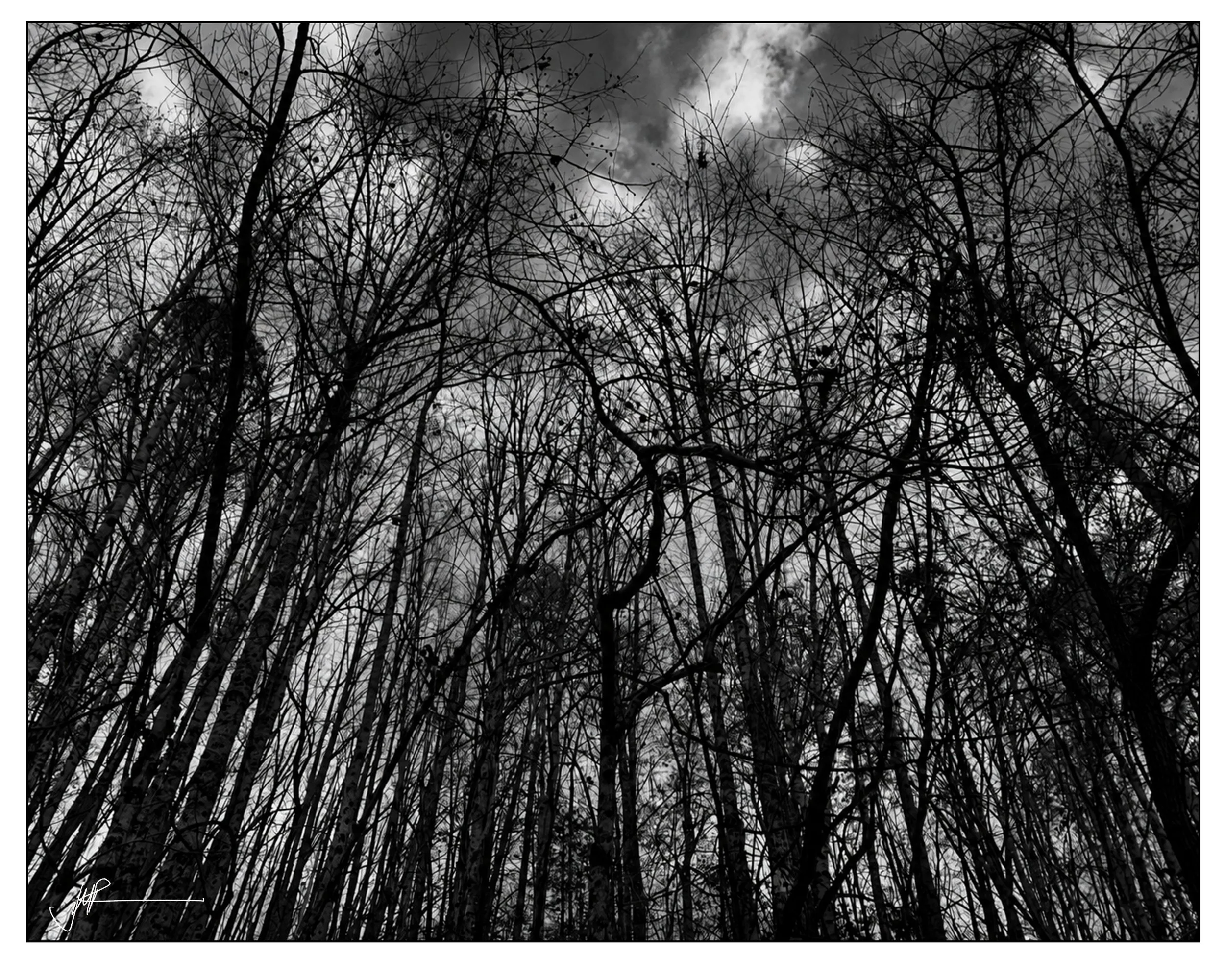 JMR Woods #2.jpg