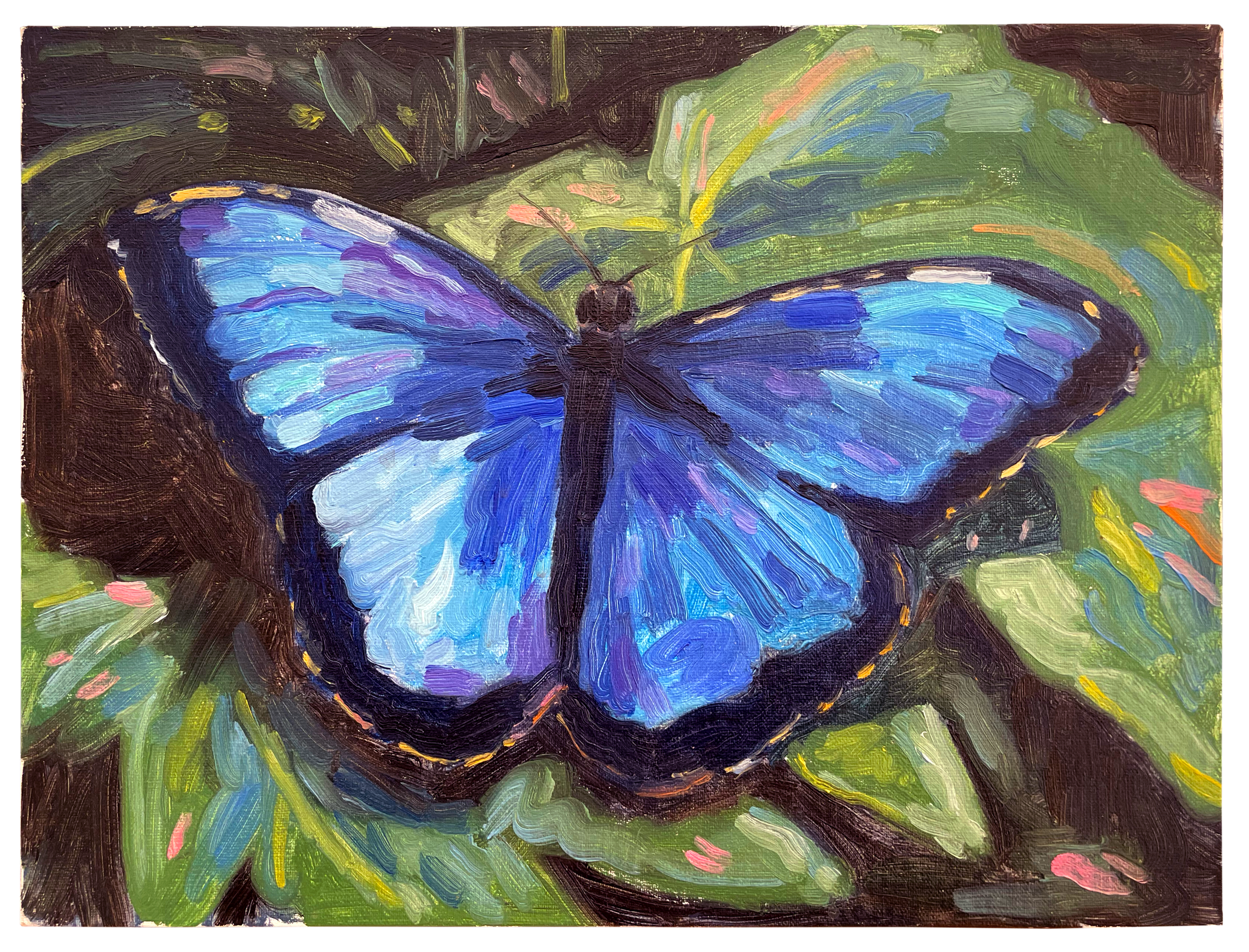 Butterfly-edit.png