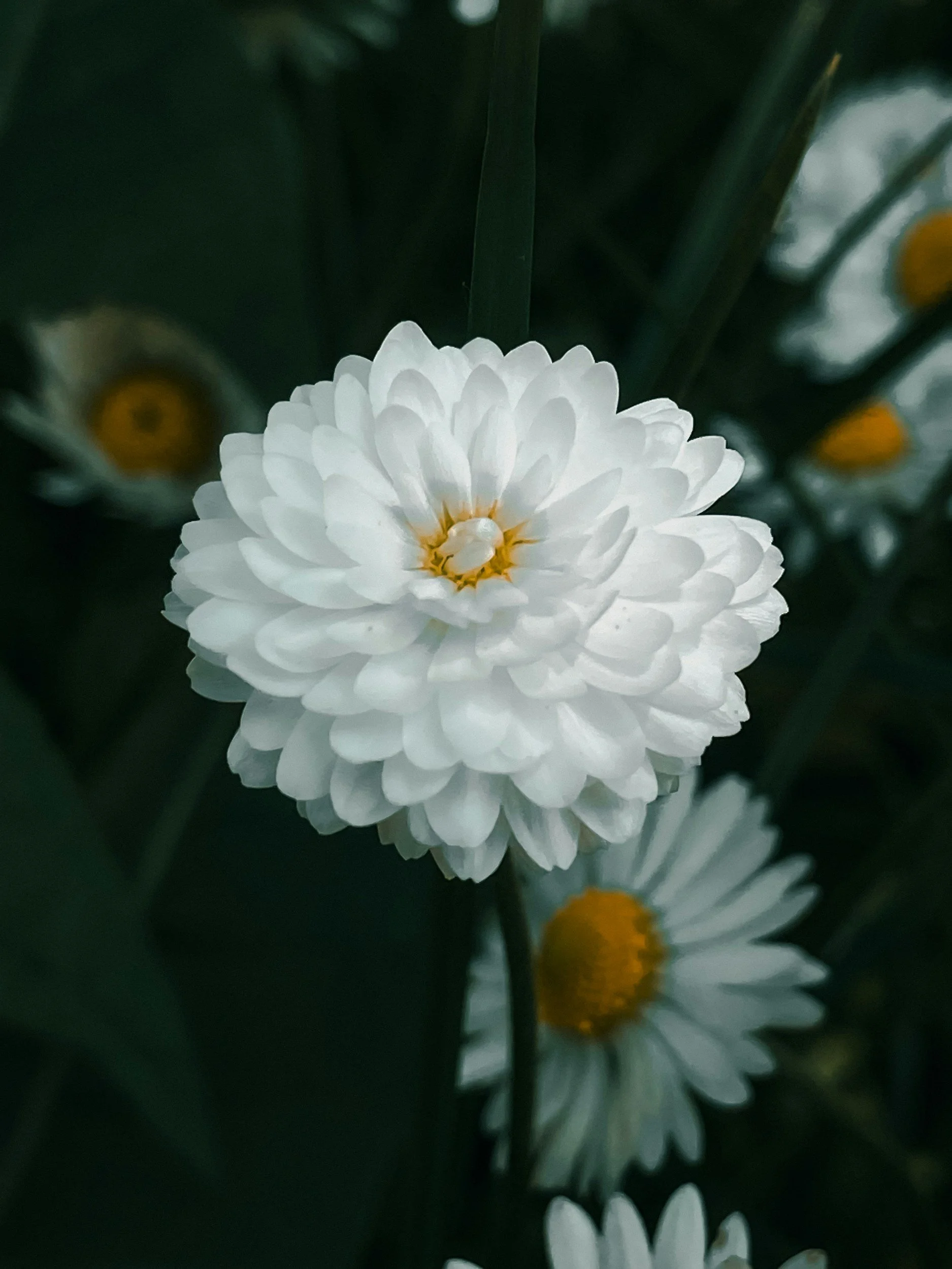 unsplash-image-S8T2UP6Ifmg.jpg